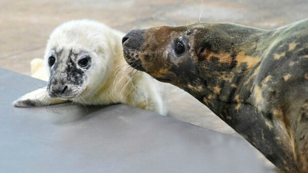 Blind grey seal gives birth at Illinois’ Brookfield Zoo: ‘Very attentive mother’