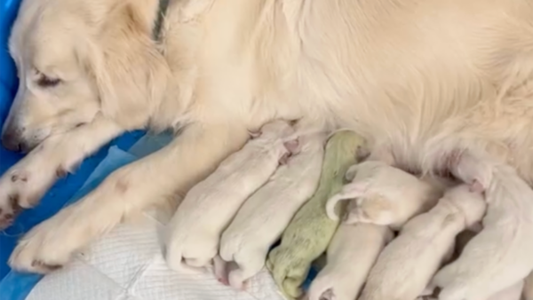 Dog in Florida born with lime green fur named ‘Shamrock’ goes viral