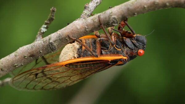 The truth about ‘zombie cicadas’: ‘The fungus can do some nefarious things’