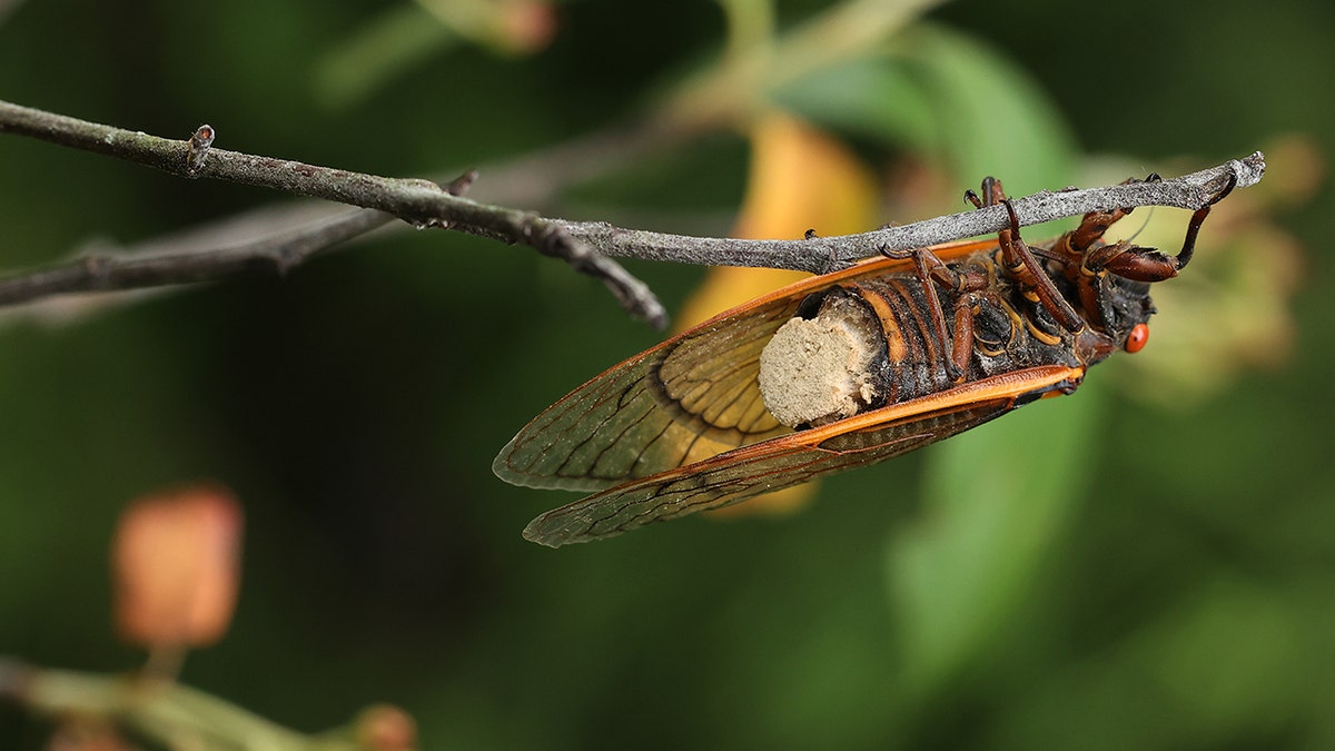 infected cicada 